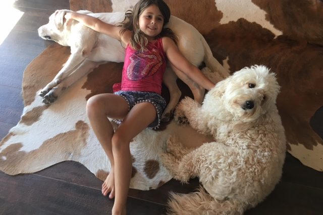 animais