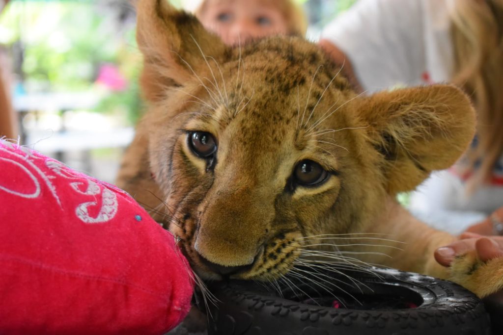 zoologico de animais resgatados