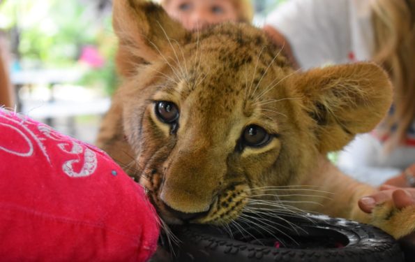 zoologico de animais resgatados