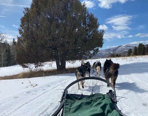 Dog sledding