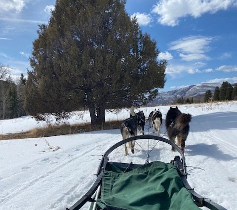 Dog sledding