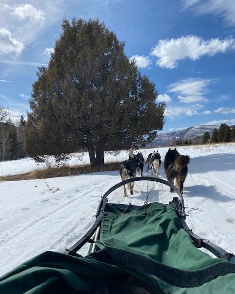 Dog sledding