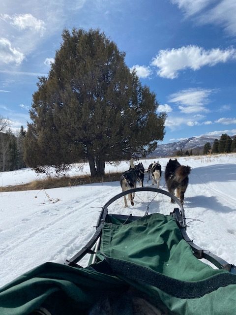 Dog sledding