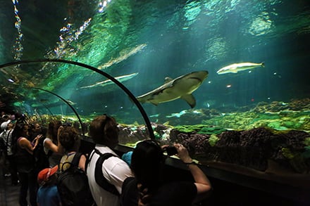 Sea World é mais que parque temático